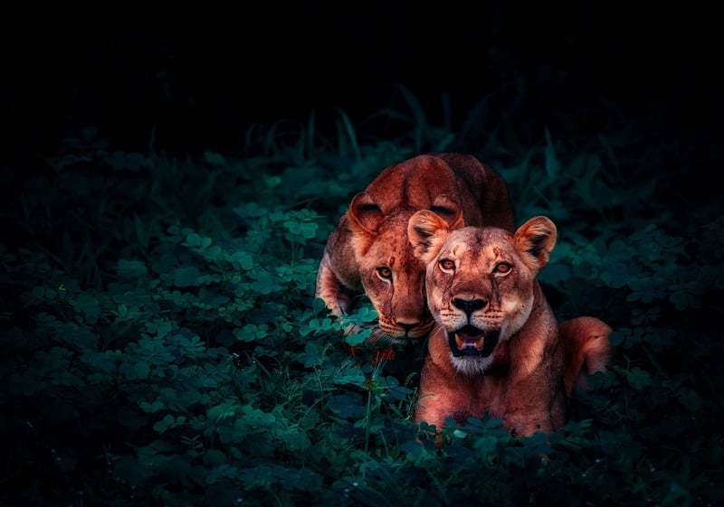 Congo Basin